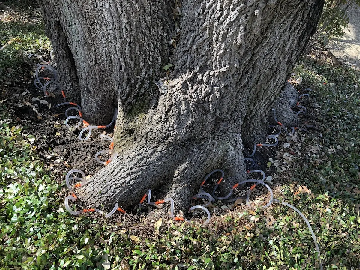 Detailed Tree Cabling and Bracing job site in Arverne