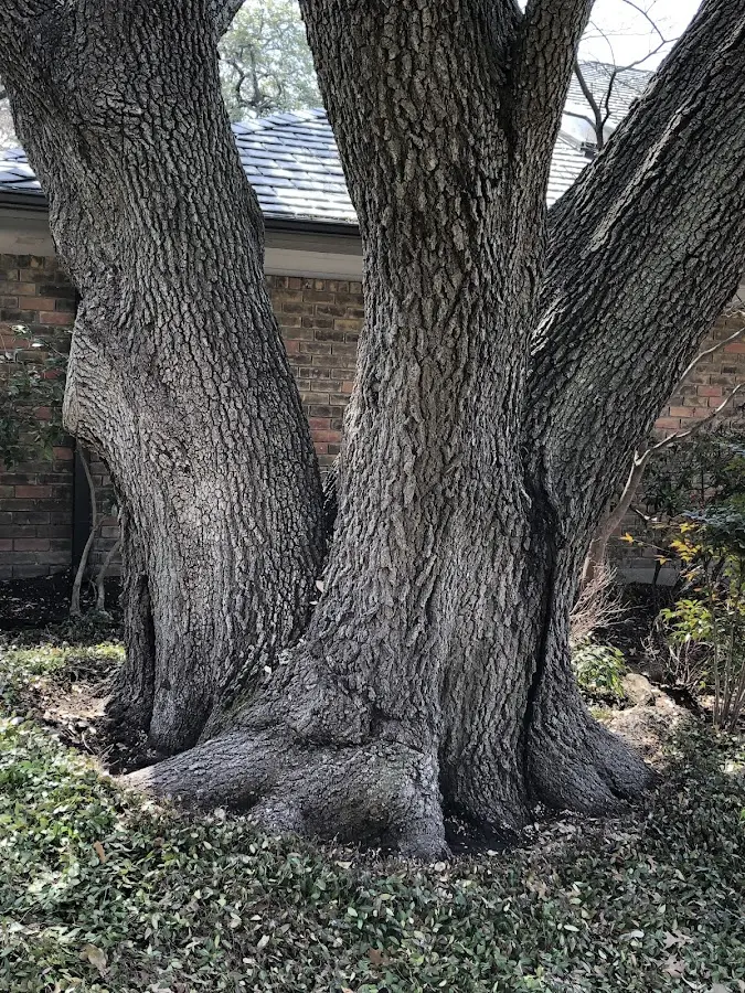 Mature heritage tree close to a Arverne property cared for by certified arborists